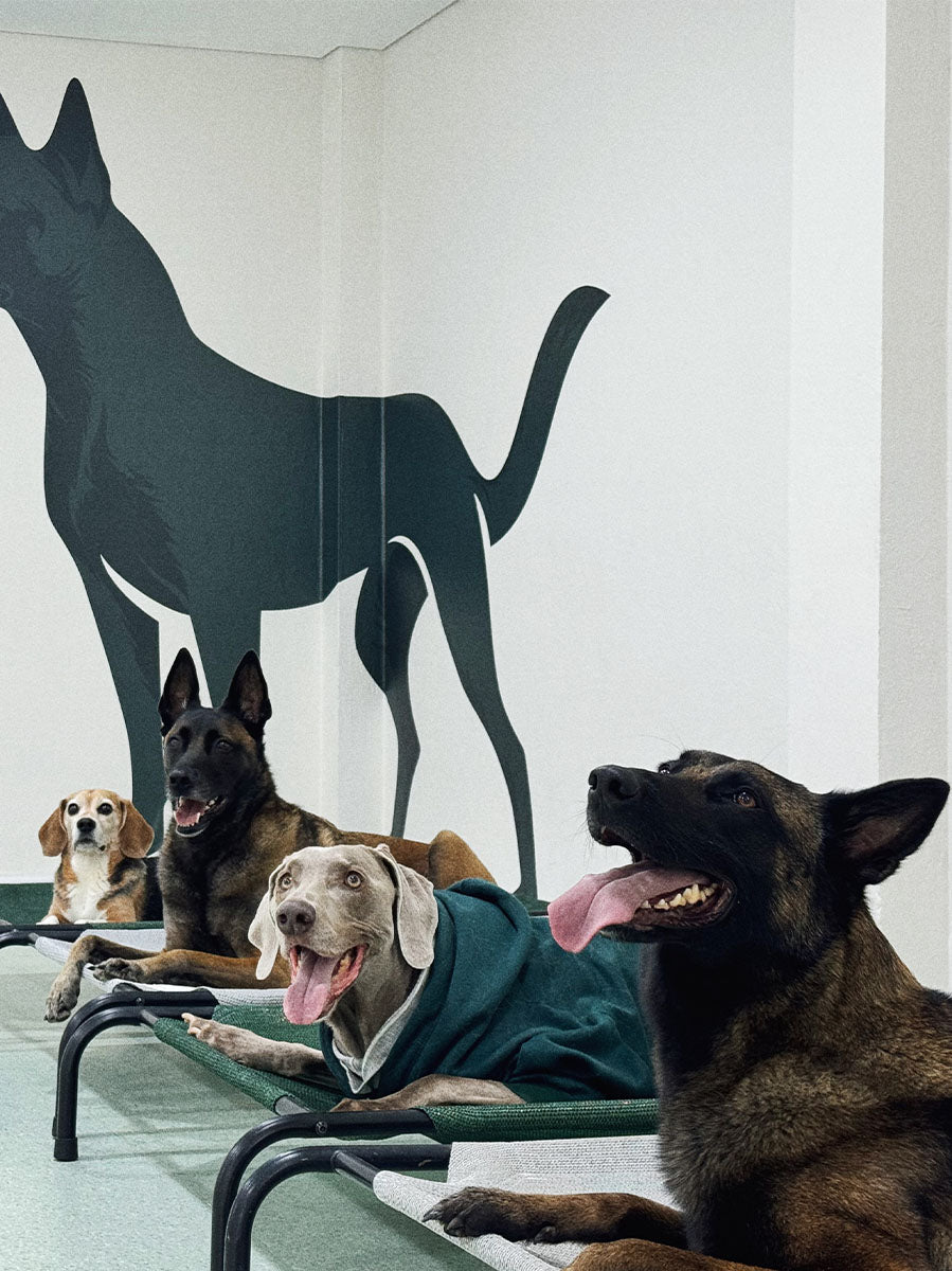 Psicología Canina